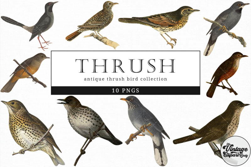 thrush-vintage-animal-illustration-clip-art-clipart-fussy-cut