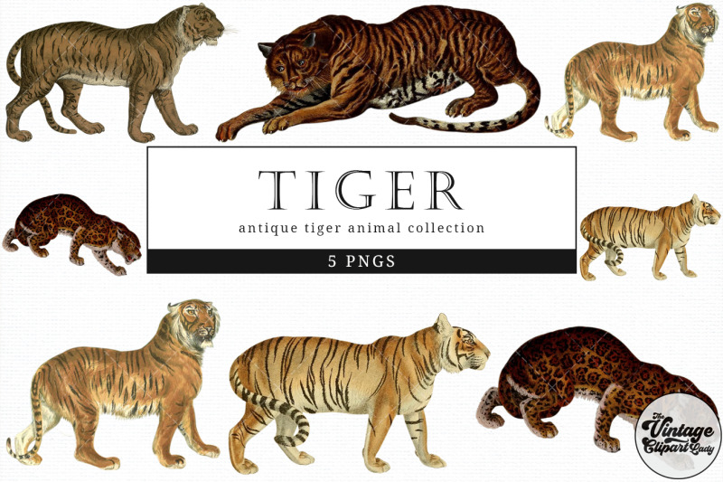 tiger-vintage-animal-illustration-clip-art-clipart-fussy-cut