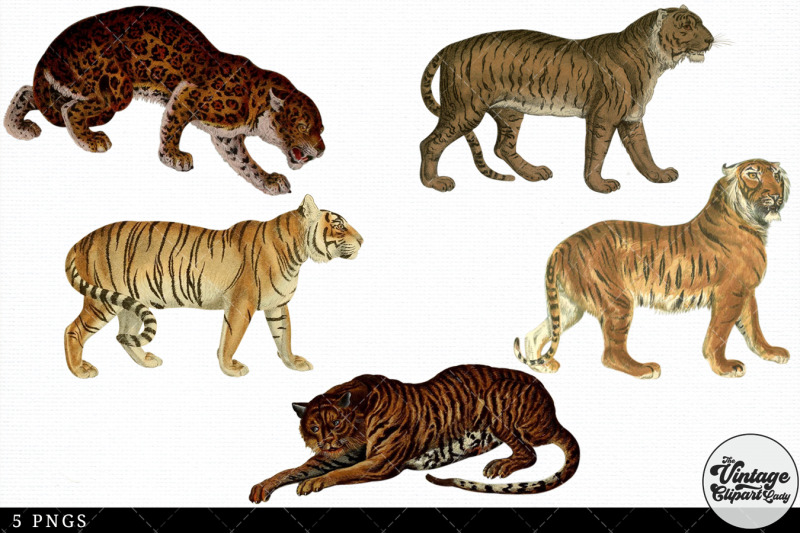 tiger-vintage-animal-illustration-clip-art-clipart-fussy-cut