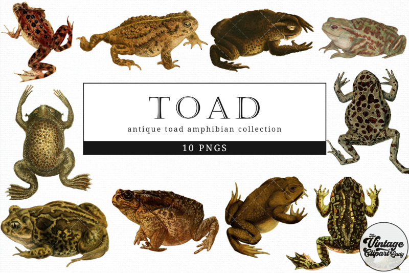 toad-vintage-animal-illustration-clip-art-clipart-fussy-cut
