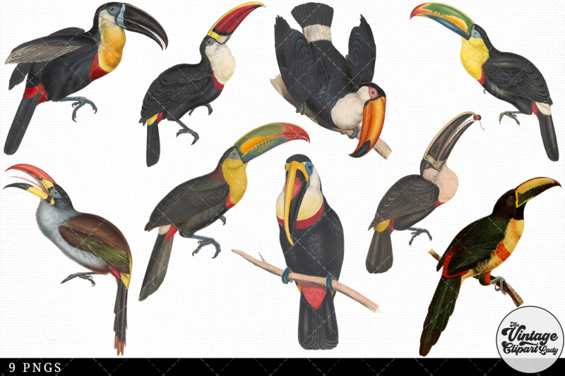 toucan-vintage-animal-illustration-clip-art-clipart-fussy-cut