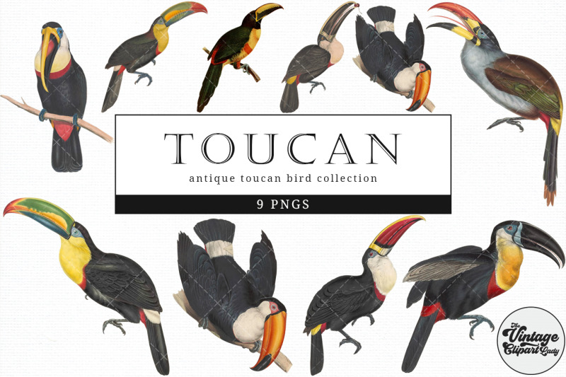 toucan-vintage-animal-illustration-clip-art-clipart-fussy-cut