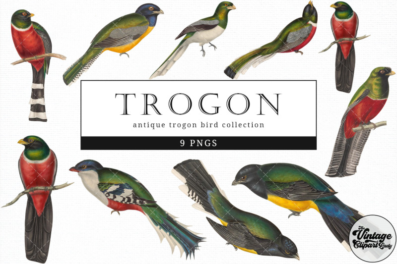 trogon-vintage-animal-illustration-clip-art-clipart-fussy-cut