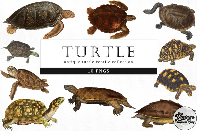 turtle-vintage-animal-illustration-clip-art-clipart-fussy-cut