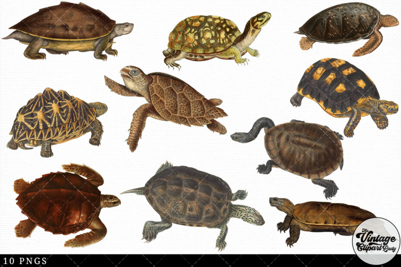turtle-vintage-animal-illustration-clip-art-clipart-fussy-cut