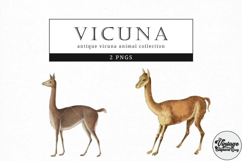 vicuna-vintage-animal-illustration-clip-art-clipart-fussy-cut