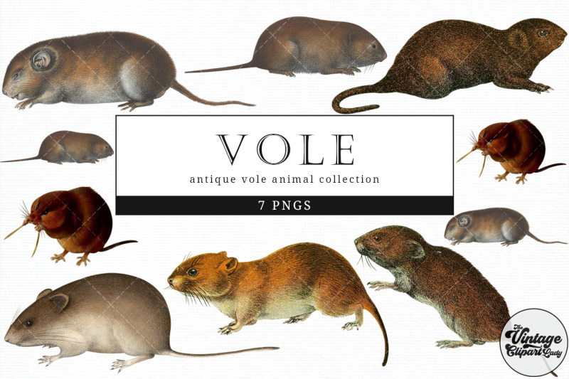 vole-vintage-animal-illustration-clip-art-clipart-fussy-cut