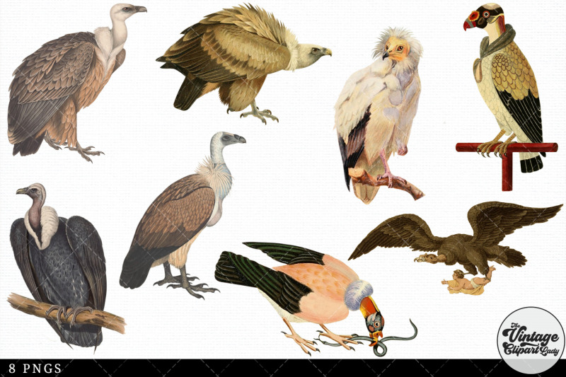 vulture-vintage-animal-illustration-clip-art-clipart-fussy-cut