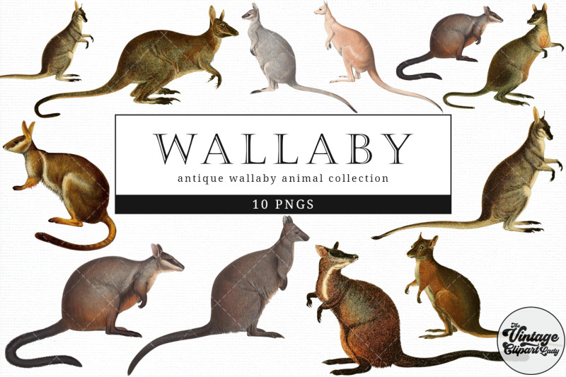 wallaby-vintage-animal-illustration-clip-art-clipart-fussy-cut