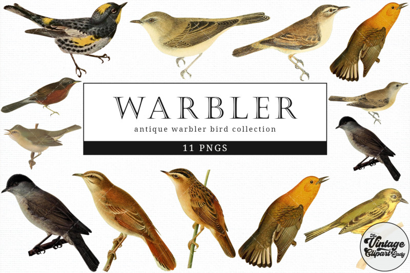 warbler-vintage-animal-illustration-clip-art-clipart-fussy-cut