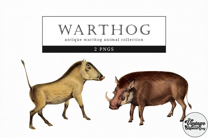 warthog-vintage-animal-illustration-clip-art-clipart-fussy-cut