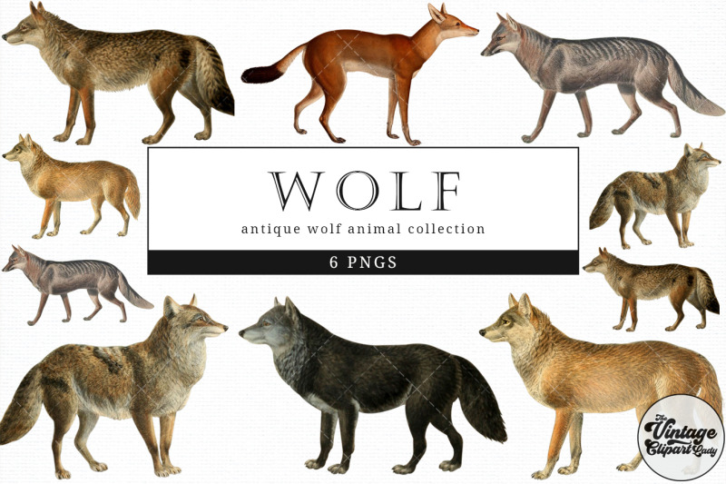 wolf-vintage-animal-illustration-clip-art-clipart-fussy-cut