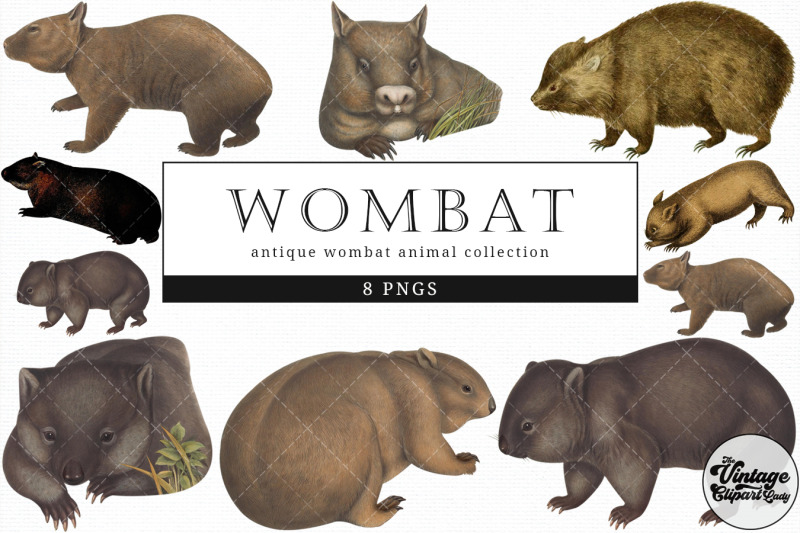 wombat-vintage-animal-illustration-clip-art-clipart-fussy-cut