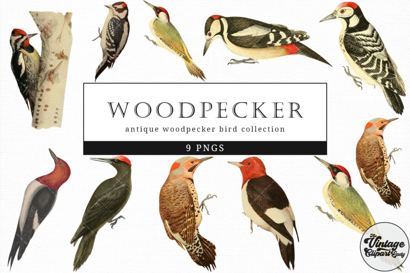 woodpecker-vintage-animal-illustration-clip-art-clipart-fussy-cut