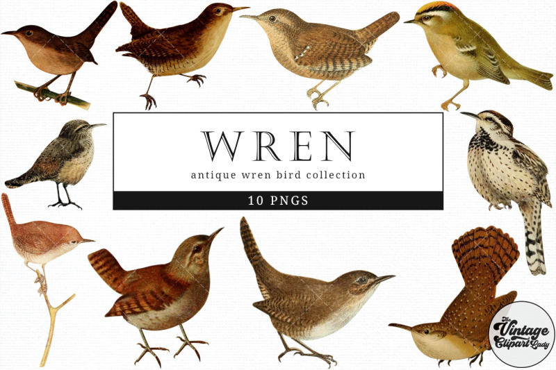 wren-vintage-animal-illustration-clip-art-clipart-fussy-cut