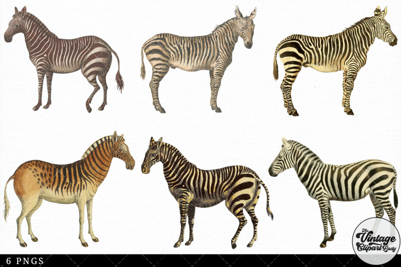 zebra-vintage-animal-illustration-clip-art-clipart-fussy-cut