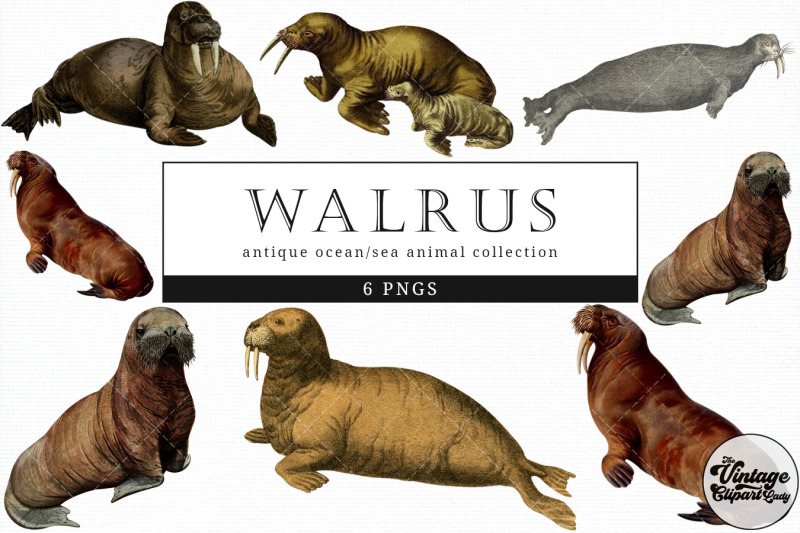 walrus-vintage-animal-illustration-clip-art-clipart-fussy-cut