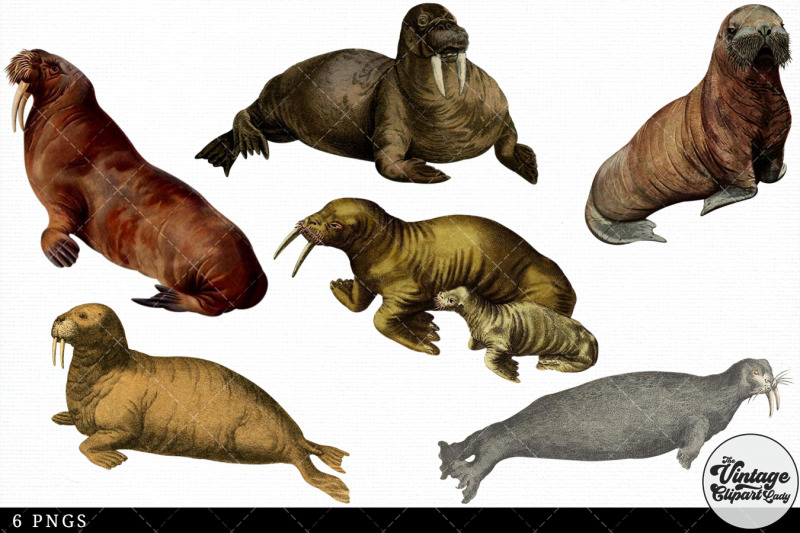 walrus-vintage-animal-illustration-clip-art-clipart-fussy-cut
