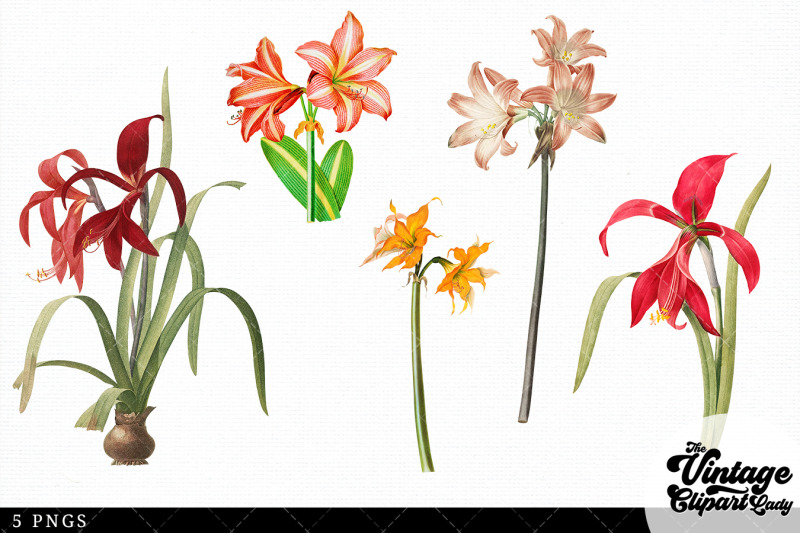 amaryllis-vintage-floral-botanical-clip-art