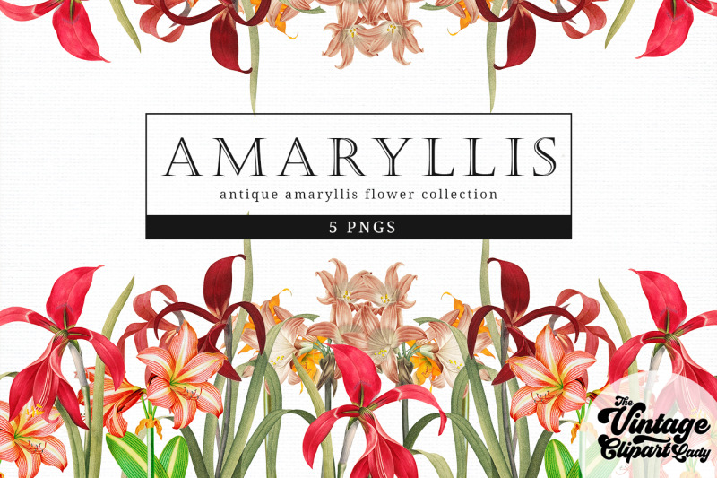 amaryllis-vintage-floral-botanical-clip-art