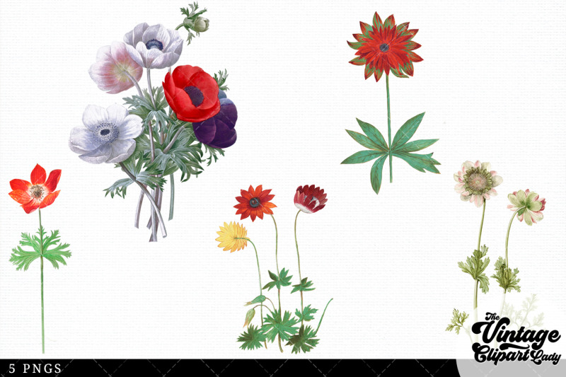 anemone-vintage-floral-botanical-clip-art