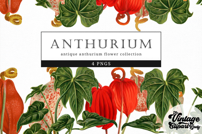 anthurium-vintage-floral-botanical-clip-art