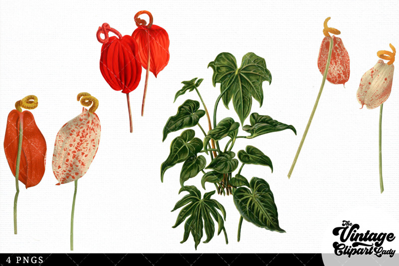 anthurium-vintage-floral-botanical-clip-art