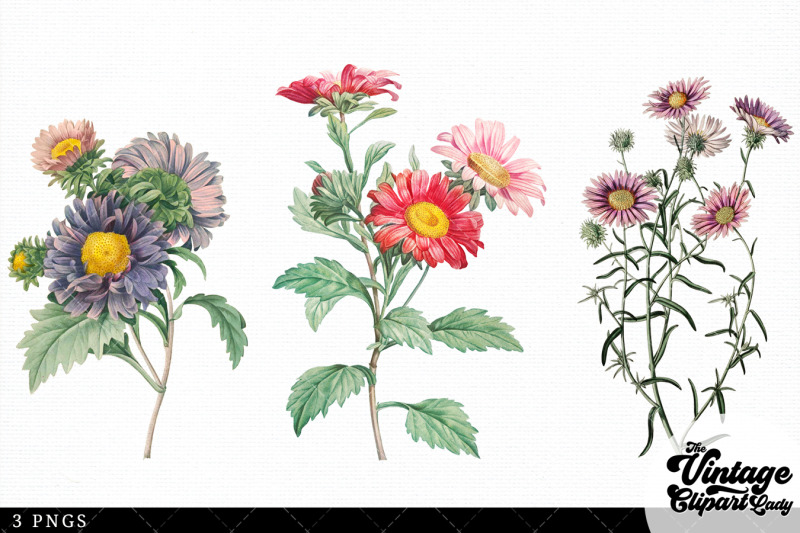 aster-vintage-floral-botanical-clip-art