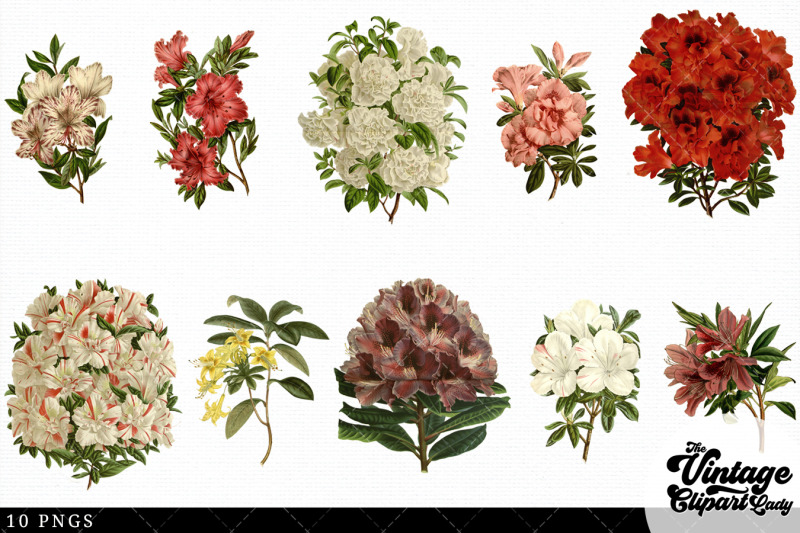 azalea-vintage-floral-botanical-clip-art