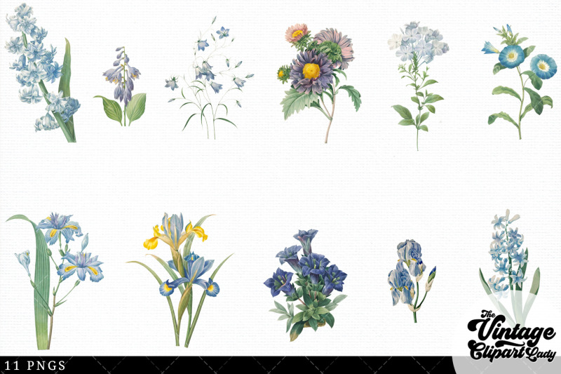 blue-flowers-vintage-floral-botanical-clip-art