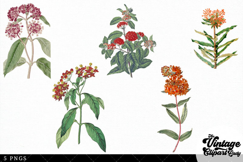 butterfly-weed-vintage-floral-botanical-clip-art