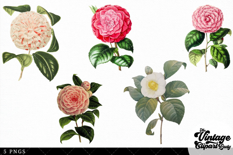 camelia-vintage-floral-botanical-clip-art