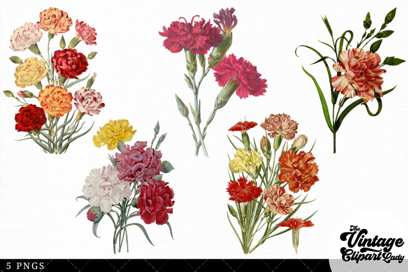carnations-vintage-floral-botanical-clip-art