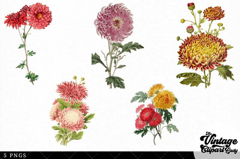 chrysanthemums-vintage-floral-botanical-clip-art