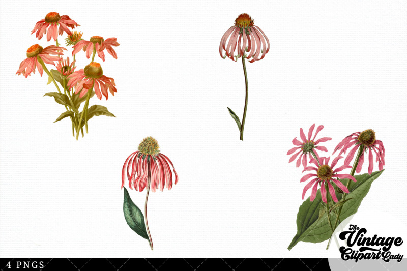 coneflower-vintage-floral-botanical-clip-art