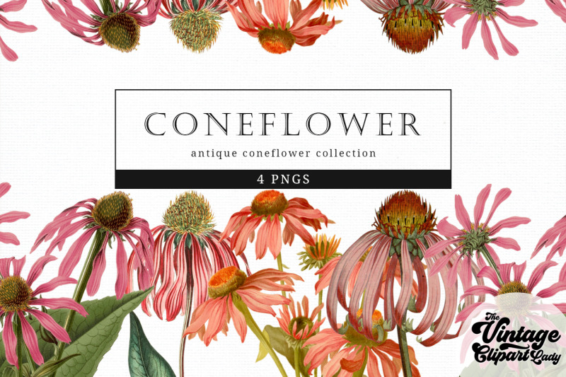 coneflower-vintage-floral-botanical-clip-art