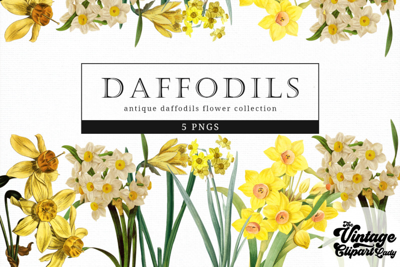 daffodils-vintage-floral-botanical-clip-art