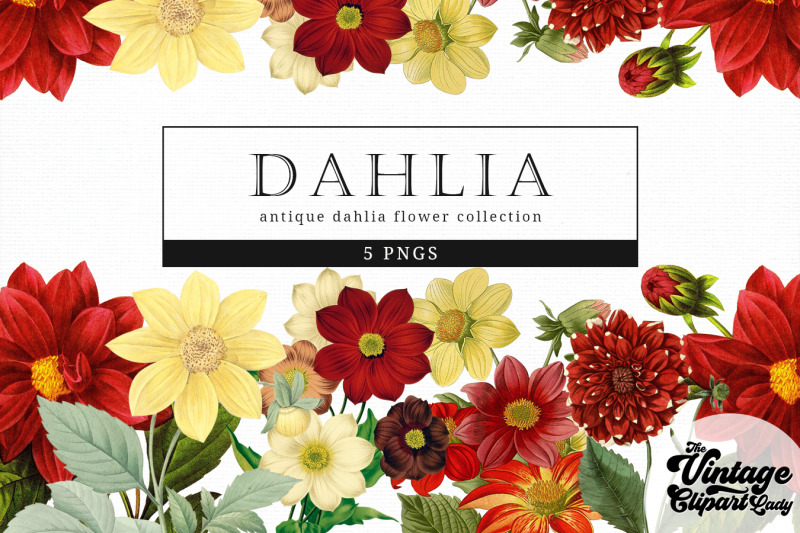 dahlia-vintage-floral-botanical-clip-art