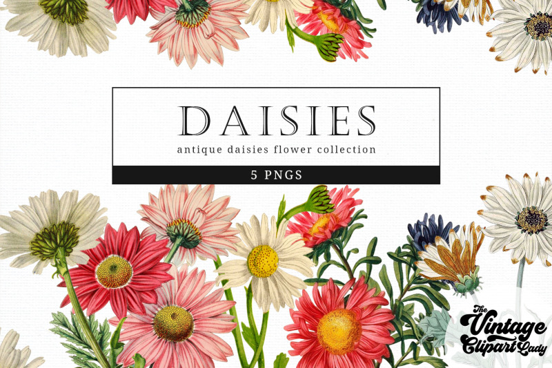daisies-vintage-floral-botanical-clip-art