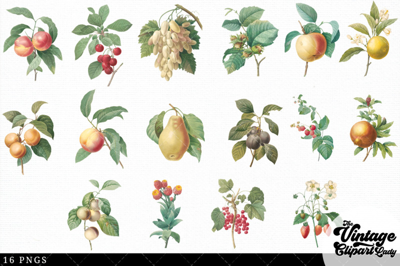 fruits-vintage-floral-botanical-clip-art
