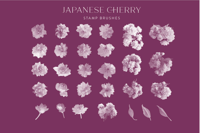 japanese-cherry-procreate-brushes