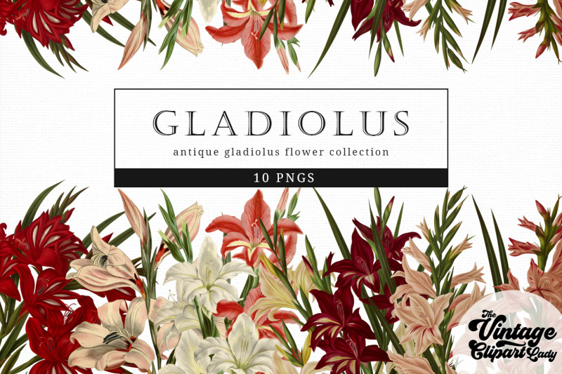 gladious-vintage-floral-botanical-clip-art