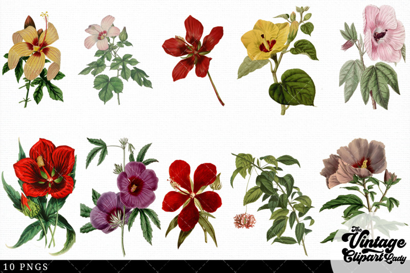 hibiscus-vintage-floral-botanical-clip-art
