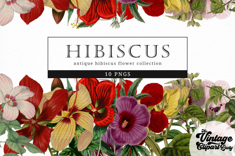 hibiscus-vintage-floral-botanical-clip-art
