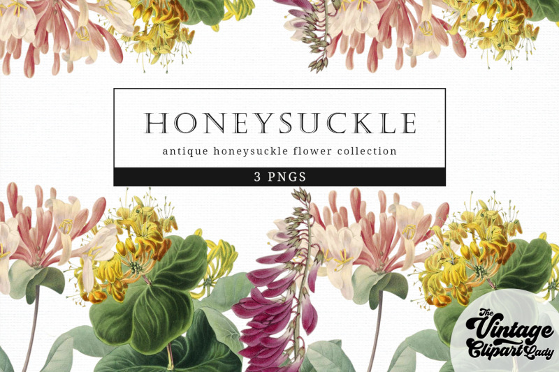 honeysuckle-vintage-floral-botanical-clip-art