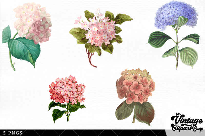 hydrangea-vintage-floral-botanical-clip-art