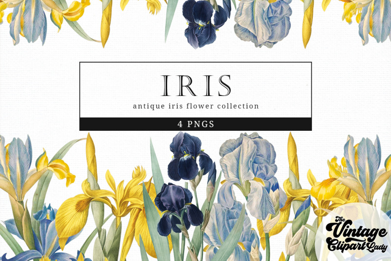 iris-vintage-floral-botanical-clip-art