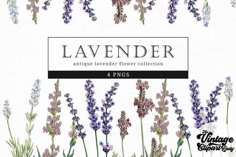 lavender-vintage-floral-botanical-clip-art