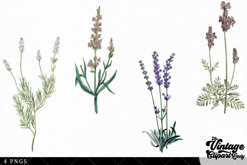 lavender-vintage-floral-botanical-clip-art