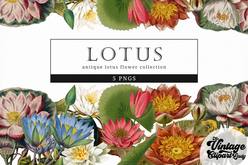 lotus-vintage-floral-botanical-clip-art